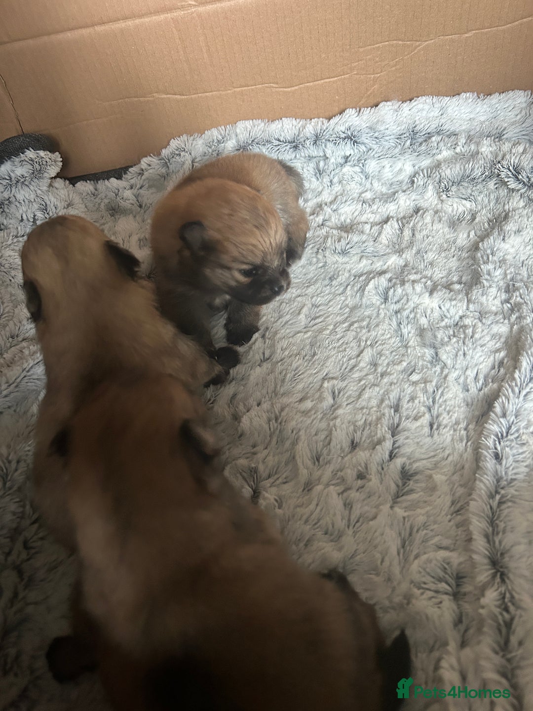 Pomeranian dogs for sale: 4 tiny teddy faced Pomeranian baby’s.  - Image 3