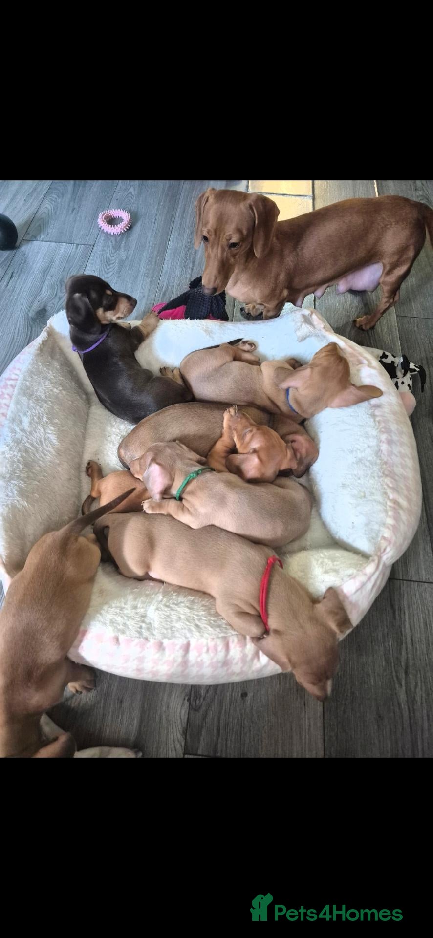Miniature Dachshund dogs Beautiful miniture Dachshunds - Advert 7