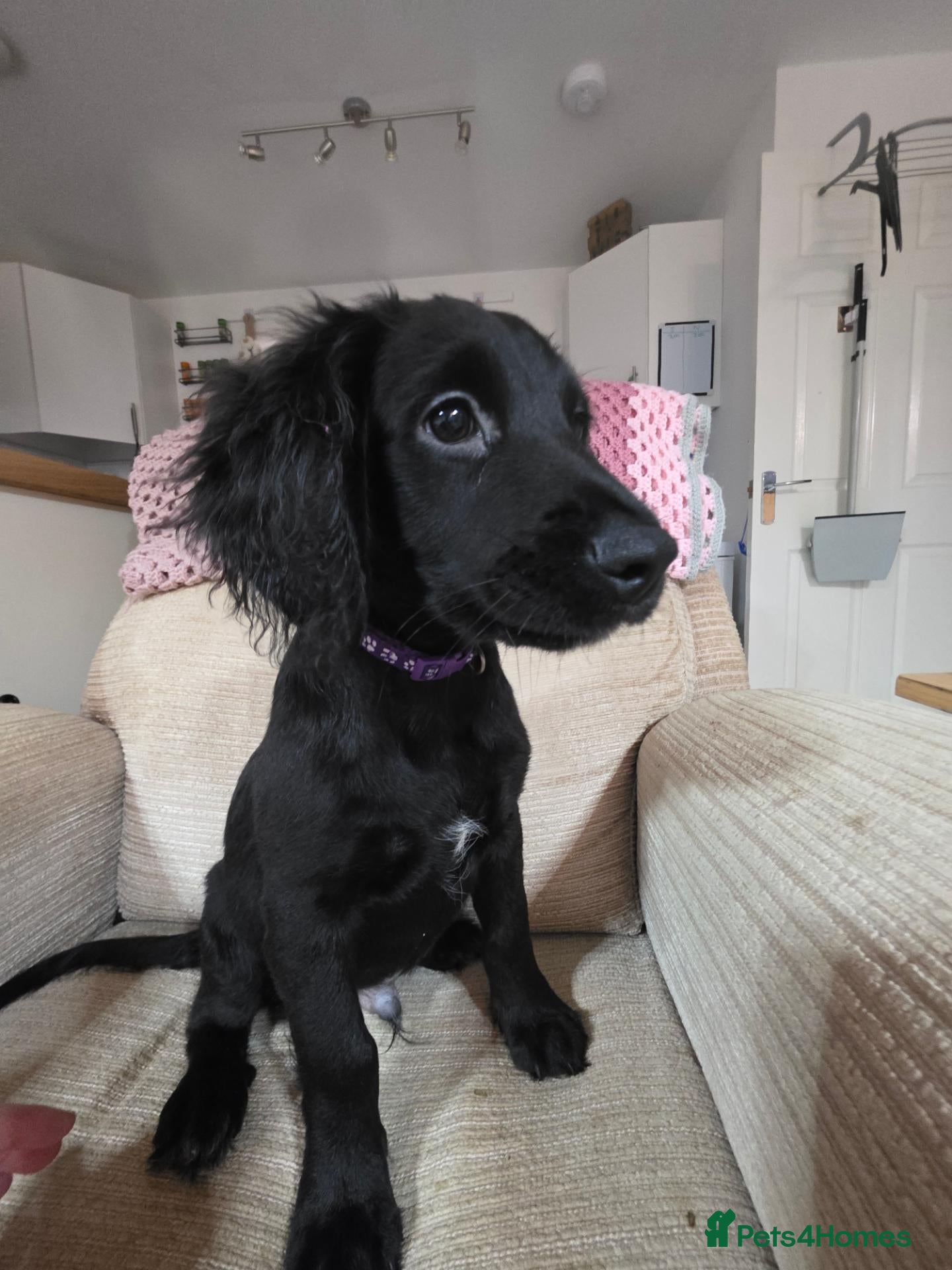 Mixed Breed dogs Australian Labradoodle Puppies - Advert 1