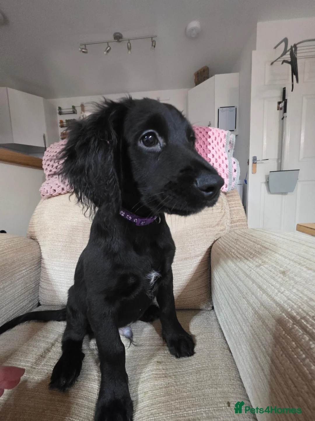 Mixed Breed dogs for sale: Australian Labradoodle Puppies - Advert 1
