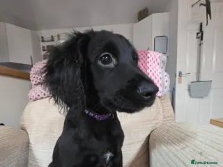 Mixed Breed dogs Australian Labradoodle Puppies - Advert 1
