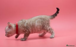 Bengal cats for sale: ✨ Snow Lynx Bengal Kittens – Ready to Reserve! ✨ - Image 7