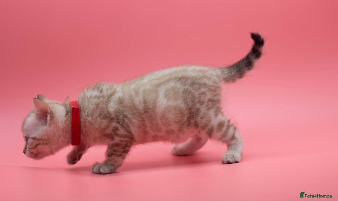 Bengal cats for sale: ✨ Snow Lynx Bengal Kittens – Ready to Reserve! ✨ - Image 7