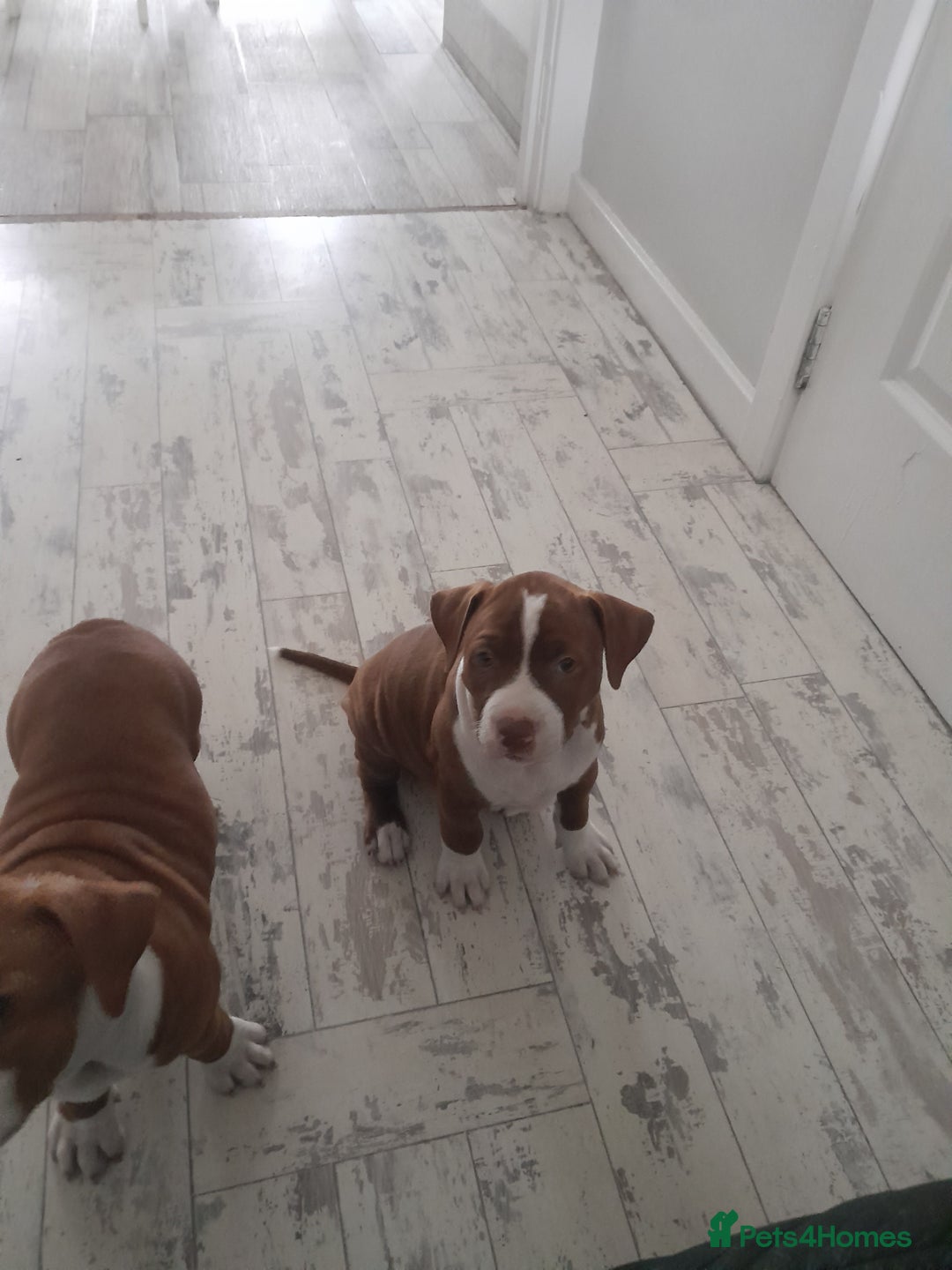 American Bull Staffy dogs for sale: Exceptional  - Image 5