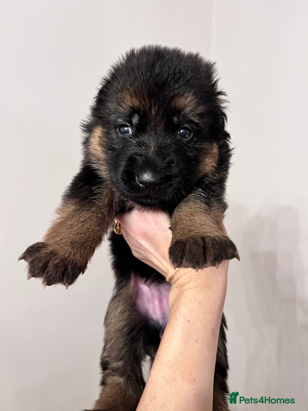 German Shepherd dogs for sale: Beautiful KC reg German Shepherd puppies for sale  - Advert 9