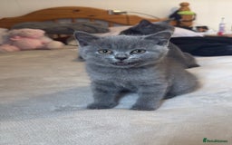 British Shorthair cats for sale: British shorthair  - Image 8