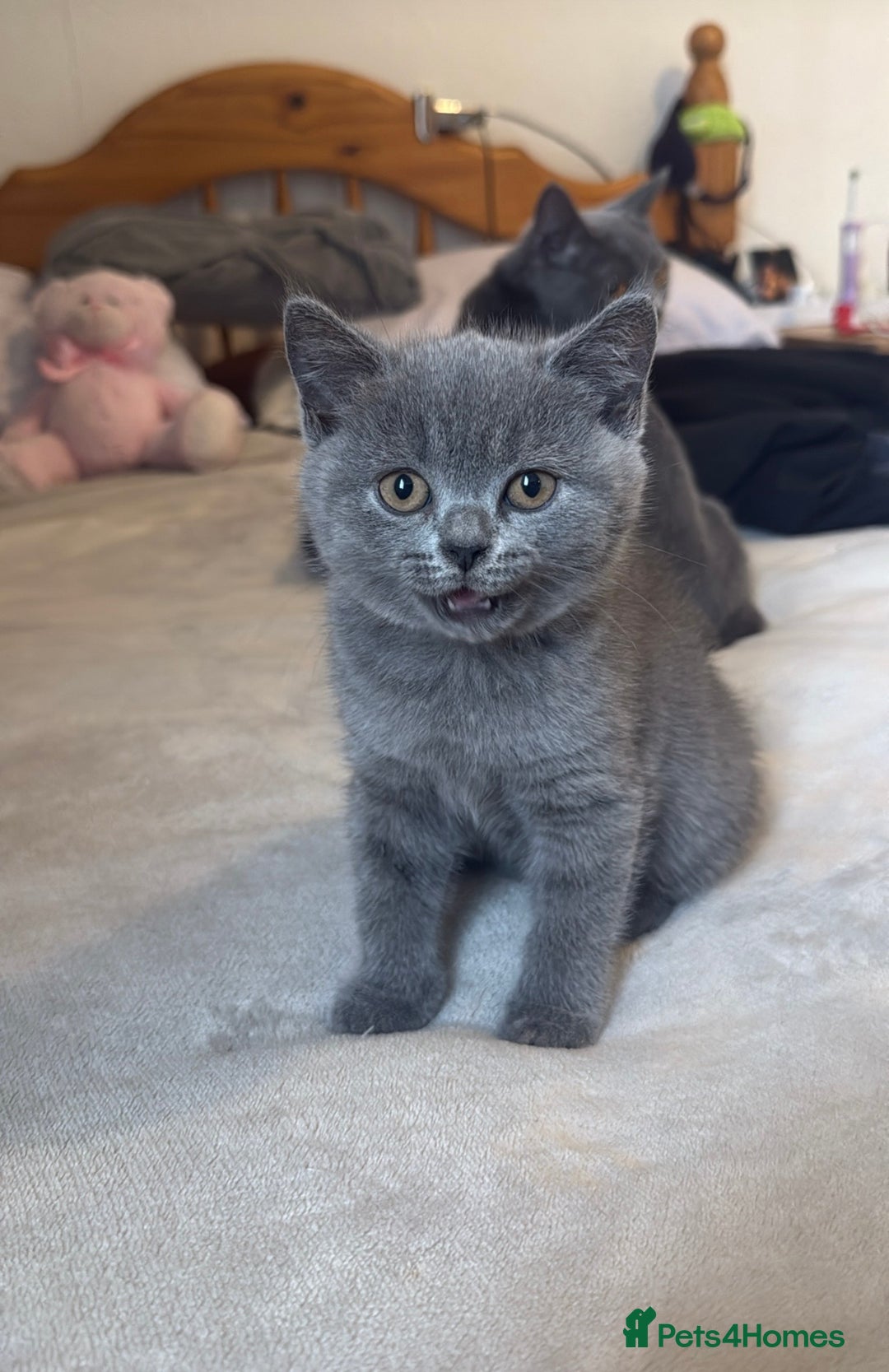 British Shorthair cats for sale: British shorthair  - Image 8