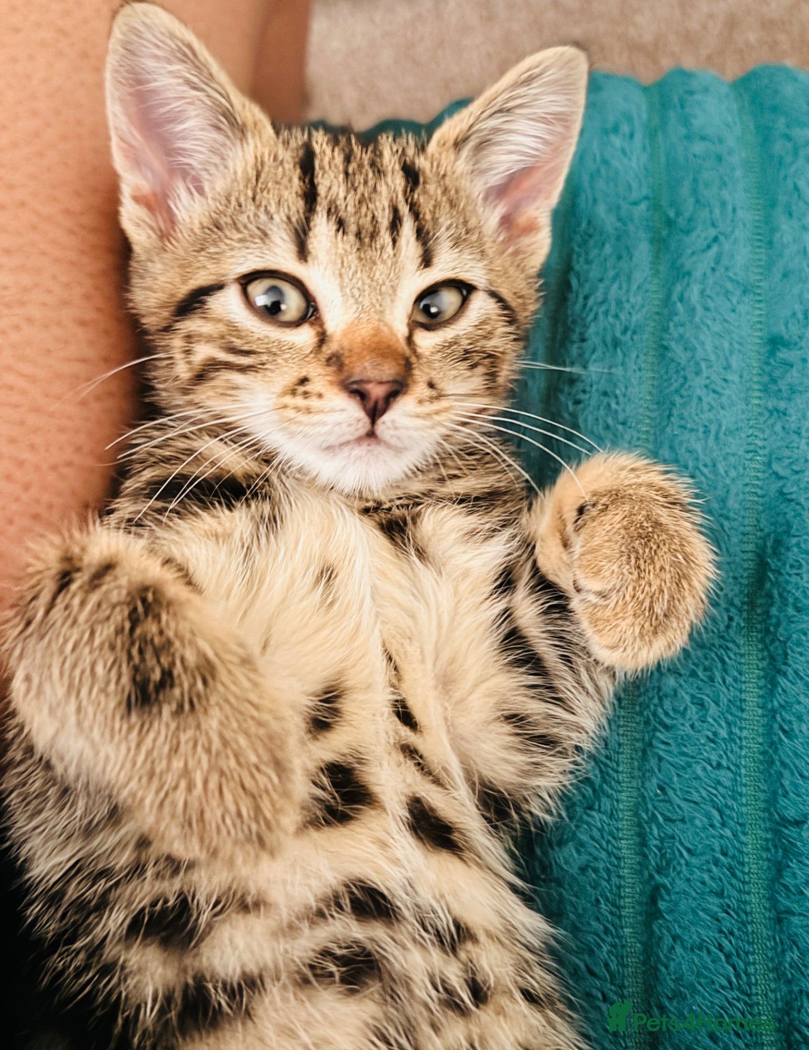 Domestic Shorthair cats for sale: Ultimate Cozy Companion -10 weeks Shorthair tabby  in Hounslow - Advert 1