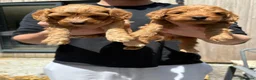 Cockapoo dogs for sale: Cockapoo show type toy size  - Advert 3