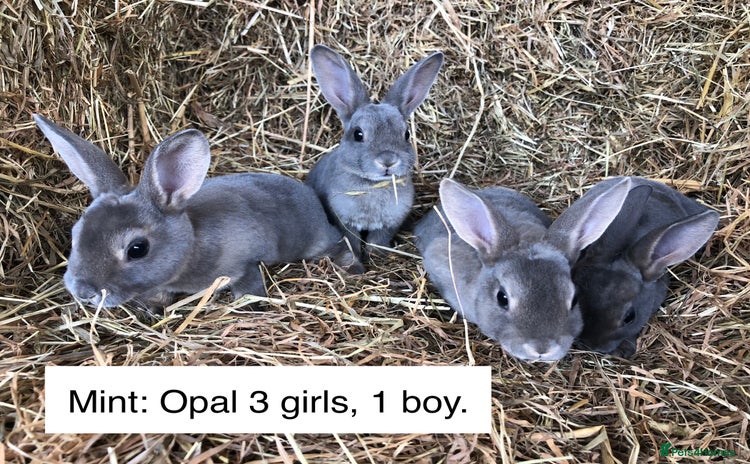 Rex rabbits - Advert 1
