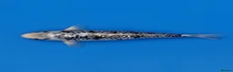 Koi Carp fish for sale: Japanese Koi - Top Quality - Advert 28