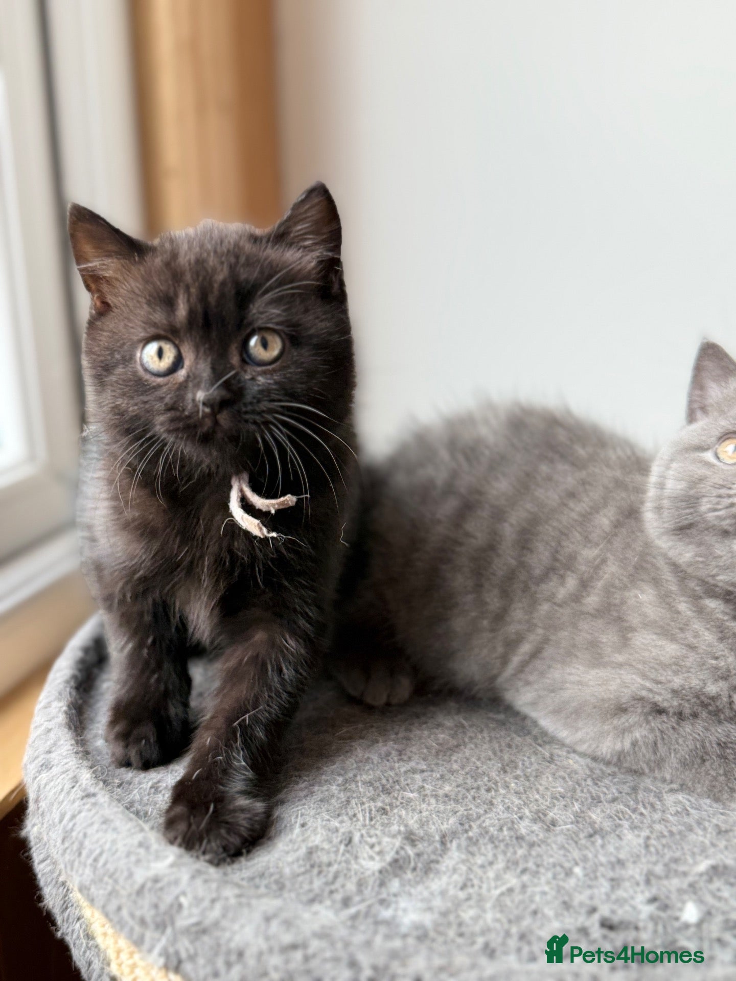 British Shorthair cats 🐾 British shorthair kitten for sale 🐾 - Advert 2