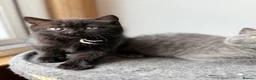 British Shorthair cats for sale:  🐱 Adorable bsh kittens looking for loving homes - Advert 2