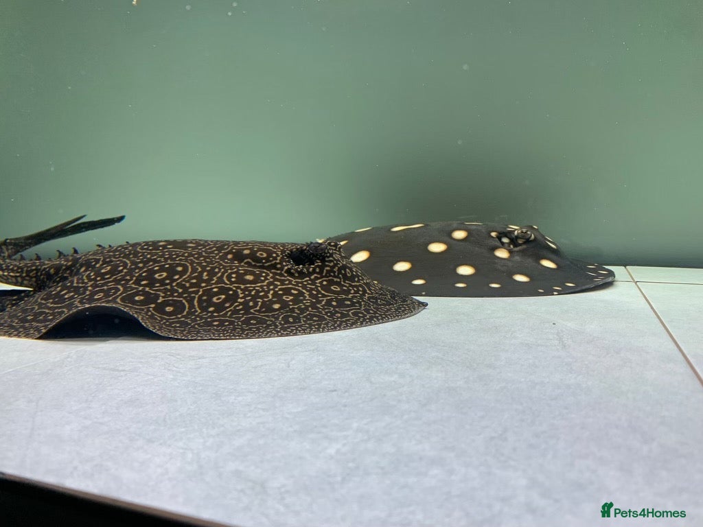 Other/Mixed Breed fish Fresh water stingray pair  - Advert 2