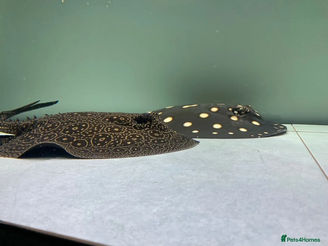 Other/Mixed Breed fish for sale: Fresh water stingray pair  in Weston-super-Mare - Advert 2