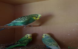 Budgerigars birds for sale: Budgies, mixed colours, only afew left now - Image 1
