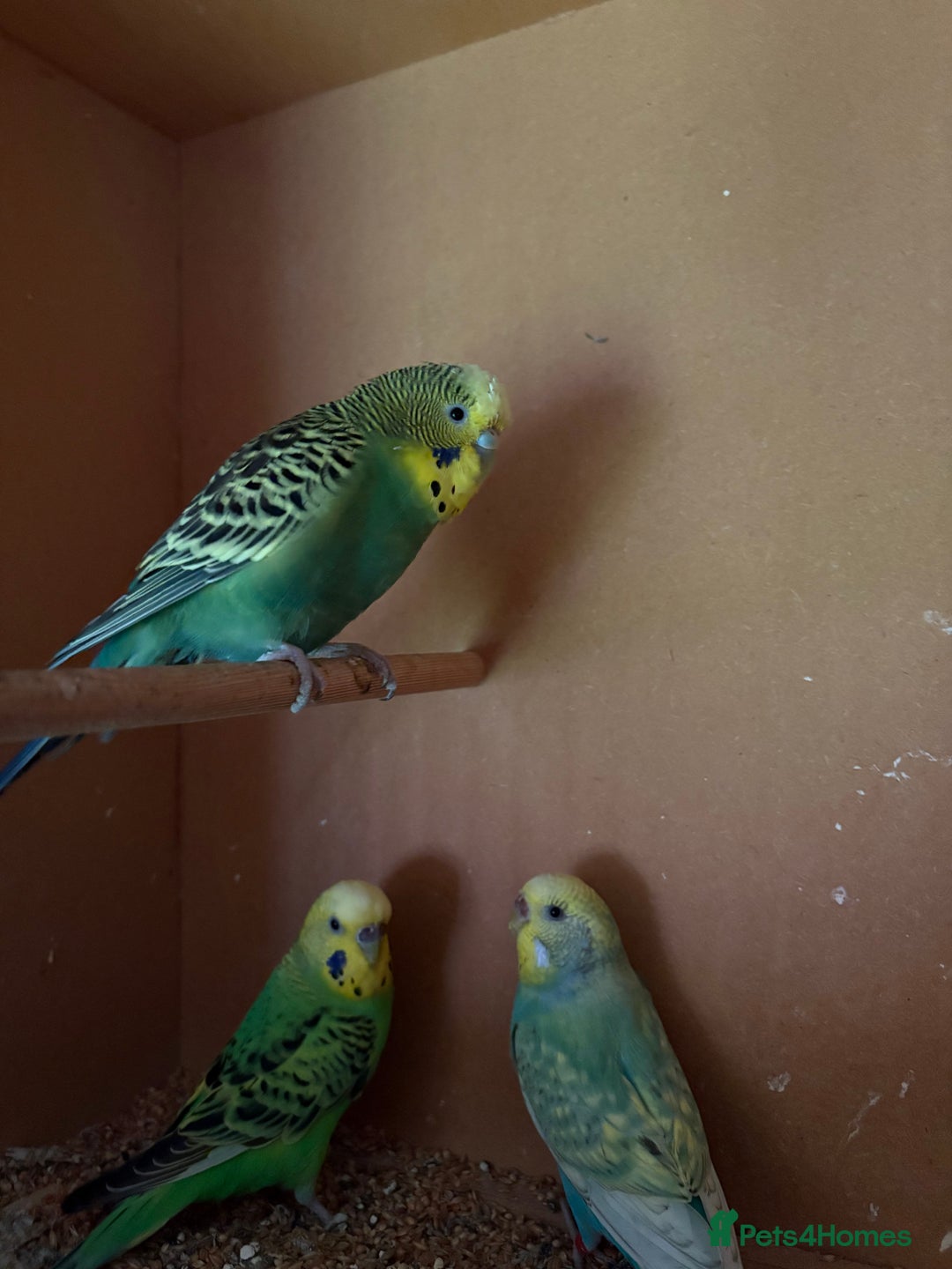 Budgerigars birds for sale: Budgies, mixed colours, only afew left now - Image 1