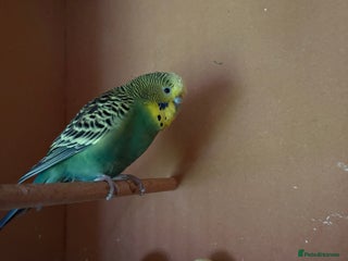 Budgerigars birds - Advert 25