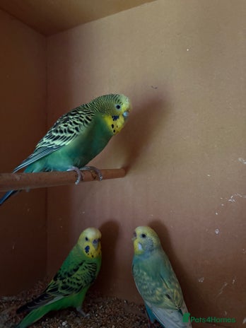 Budgerigars birds - Advert 9