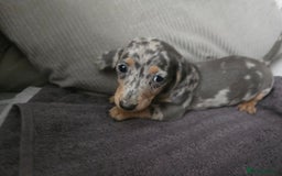 Miniature Dachshund dogs for sale: REDUCED !! Miniature dachshund puppies kc reg   - Image 35