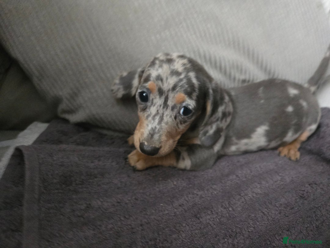 Miniature Dachshund dogs for sale: REDUCED !! Miniature dachshund puppies kc reg   - Image 35