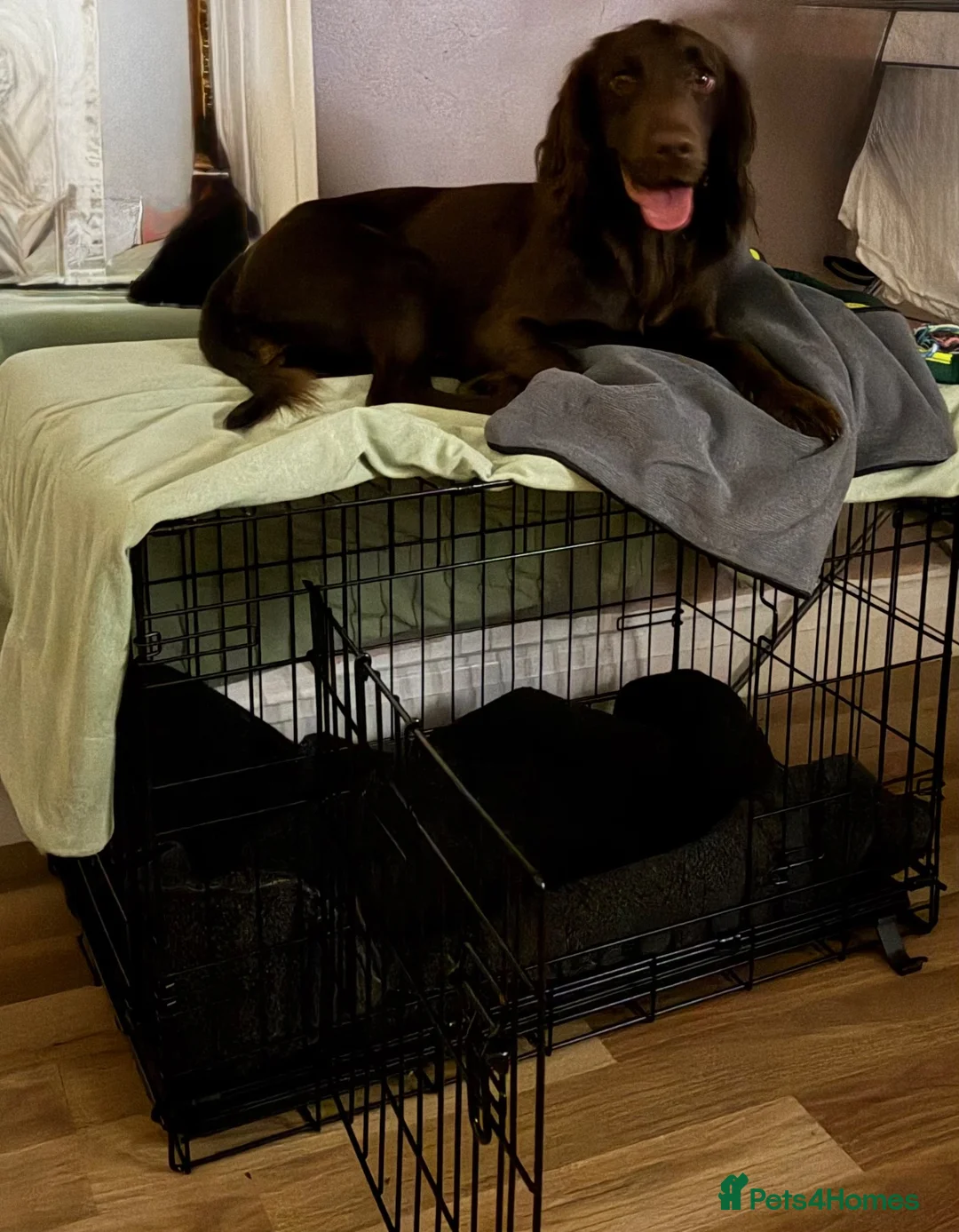 Cocker Spaniel dogs for sale: 15 month Cocker spaniel Girl  - Advert 9