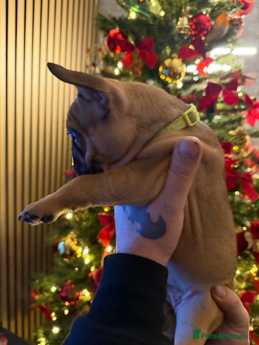 French Bulldog dogs for sale: READY NOW🐾 4 beautiful girls  - Advert 4