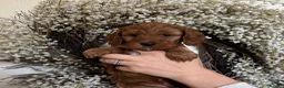 Australian Labradoodle dogs for sale: Stunning Miniature Australian Labradoodles - Advert 10