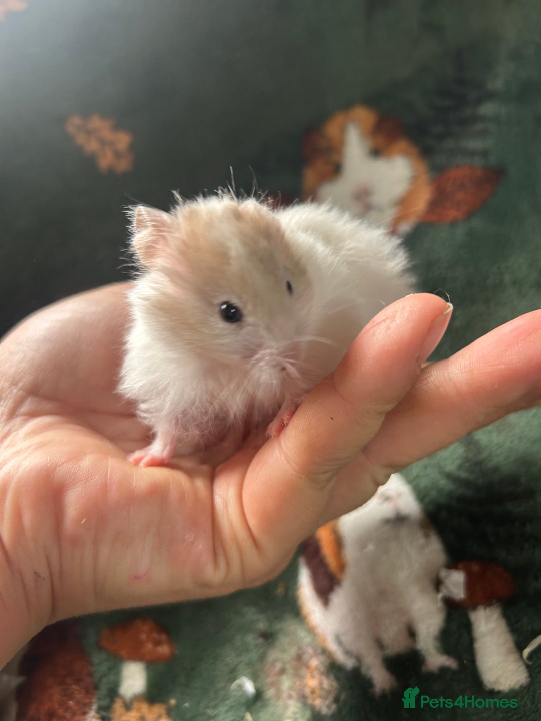 Hamster rodents for sale: Baby Syrian Hamsters - Image 4