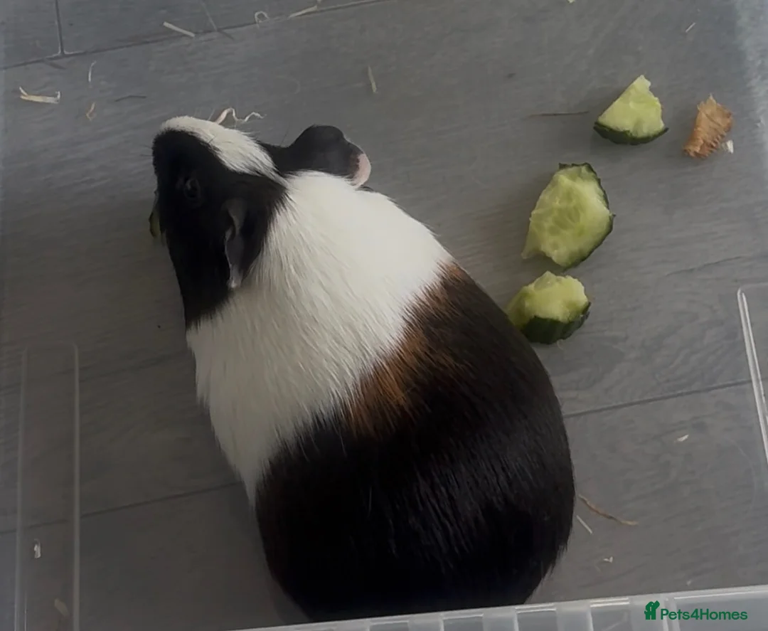 Guinea Pig rodents for sale: Two male guinea pigs in Worcester - Advert 2