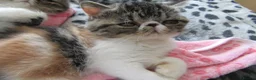 Exotic cats for sale: Super Sweet Female kitten Available Now - Advert 3