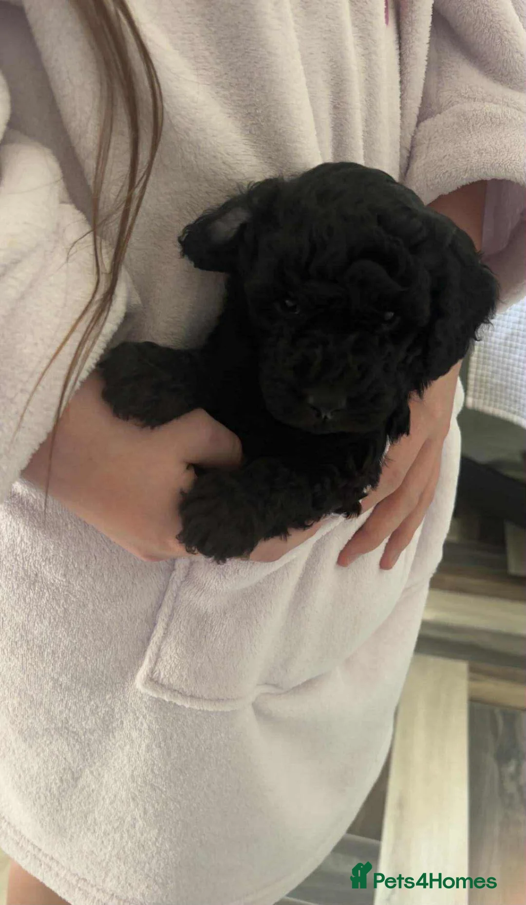 Mixed Breed dogs for sale: Bedlington Terrier x Poodle in Ashington - Advert 5