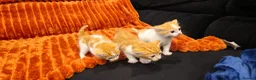 British Shorthair cats for sale: Ginger kittens for sale in Tamworth - Advert 13