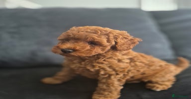 Miniature Poodle dogs - Advert 2