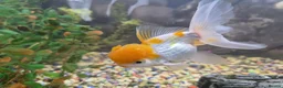 Fancy Goldfish fish for sale: 120 litre juwel tank with 2 fancy goldfish  - Advert 7