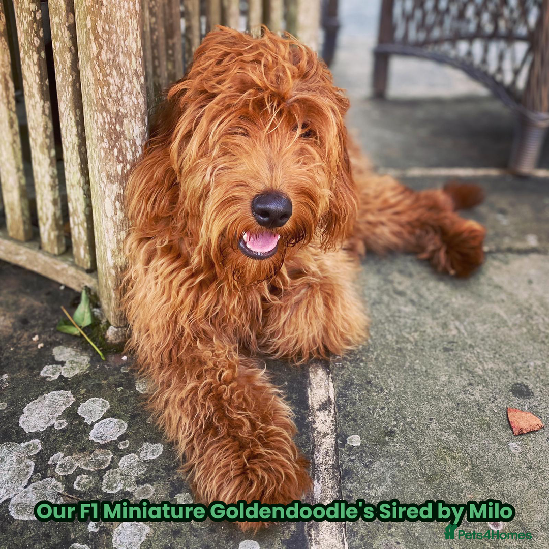 Goldendoodle dogs for sale: F1 Miniature Goldendoodle's 100% DNA Health-Tested - Advert 9