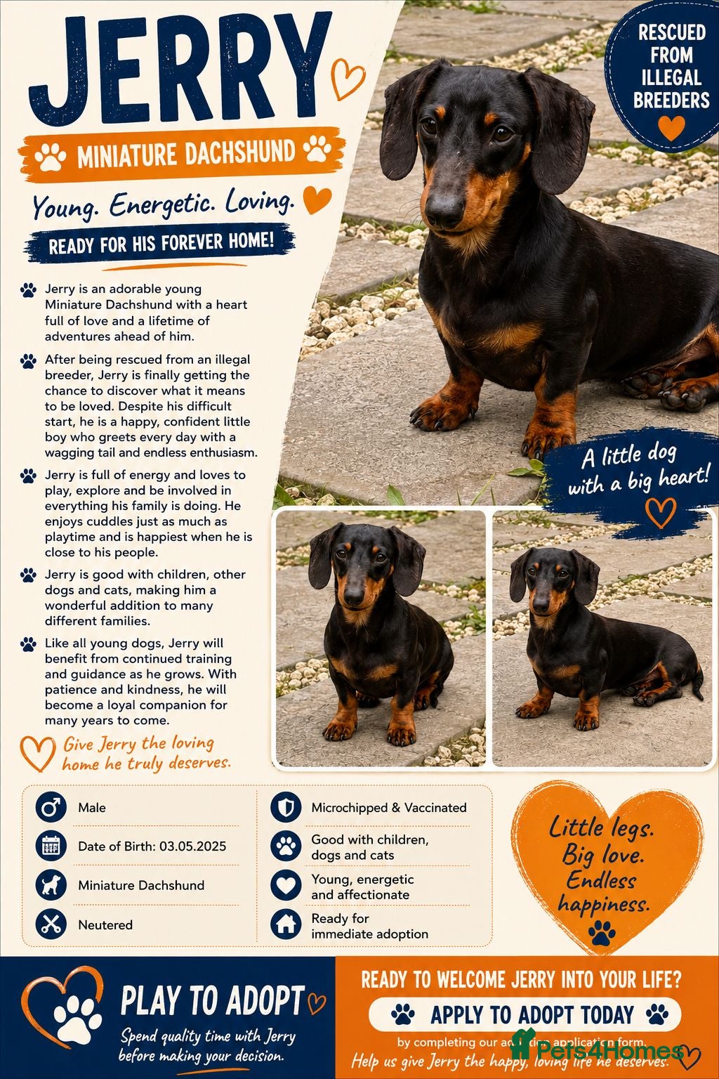 Miniature Dachshund dogs JERRY – Miniature Dachshund - Advert 2