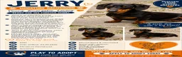 Miniature Dachshund dogs for adoption: JERRY – Miniature Dachshund in Caterham - Advert 2
