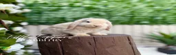 Mini Lop rabbits for sale: Young Mini Lop Male - Harlequin  - Advert 1