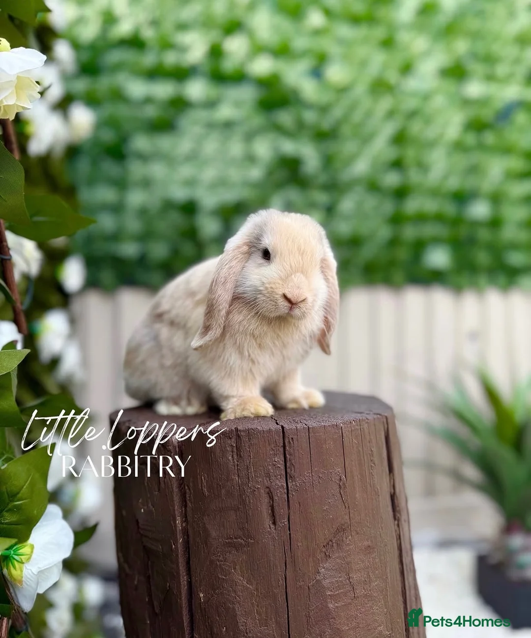 Mini Lop rabbits for sale: Young Mini Lop Male - Harlequin  - Advert 1