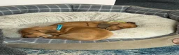 Miniature Dachshund dogs for sale: Beautiful Miniature Dachshund Puppies  in Southampton - Advert 11