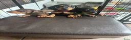 Miniature Dachshund dogs for sale: Gorgeous KC reg miniature dachshund puppies  - Advert 17