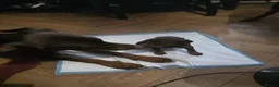 Dobermann dogs for sale: Doberman puppies - Advert 7