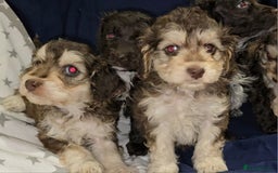 Cockapoo dogs for sale: 🐾 F1 Cockapoo Puppies – Ready Now! 🐾 - Image 3