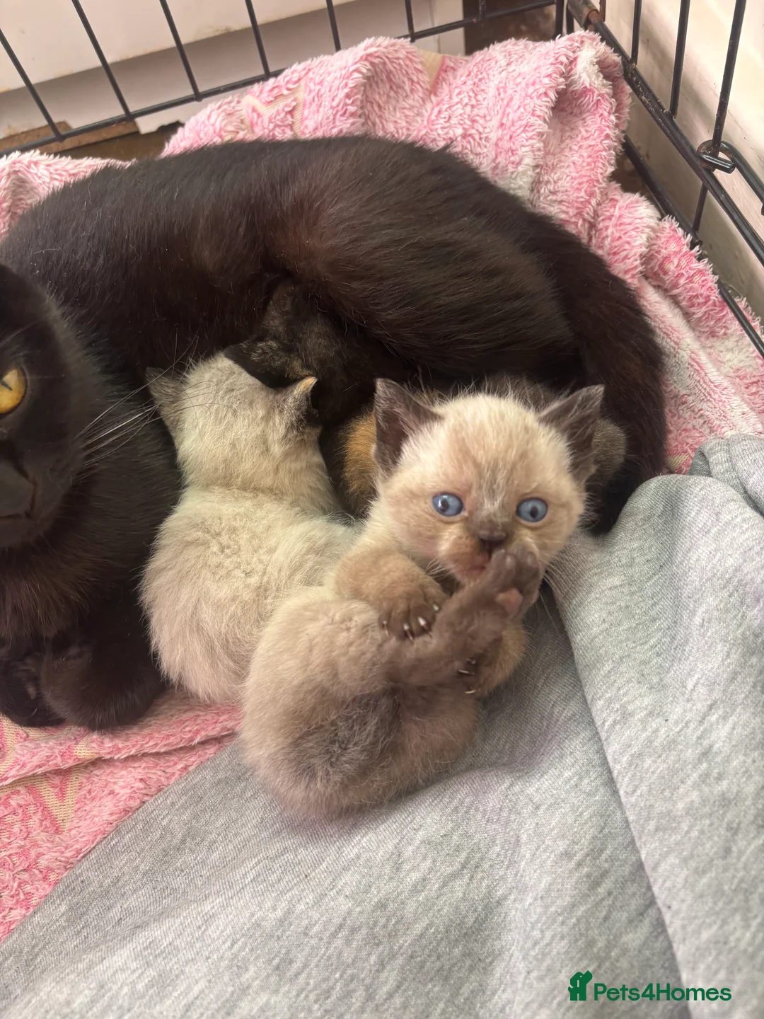 British Shorthair cats for sale: British Shorthair Kittens for sale in Stockport - Advert 2