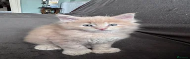 Alvin