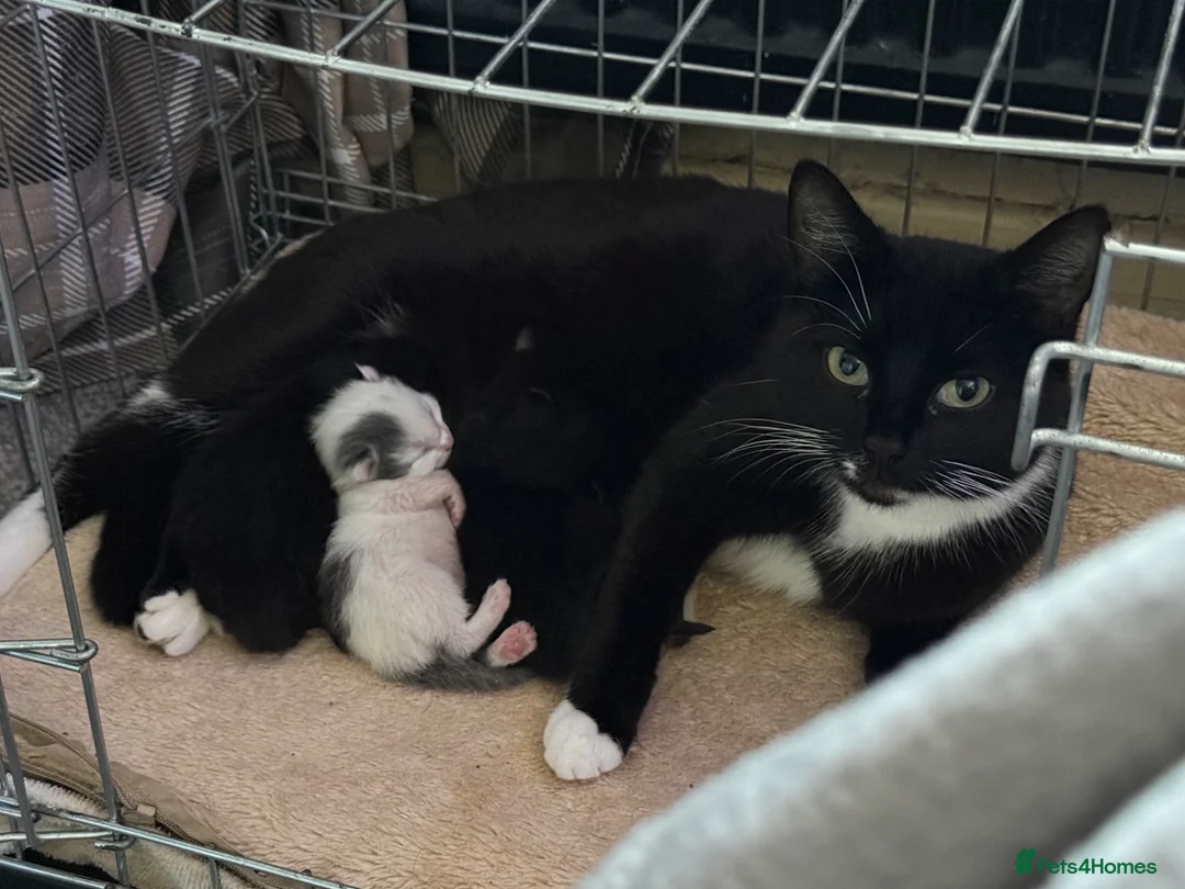 Mixed Breed cats for sale: Grey kitten - Advert 1