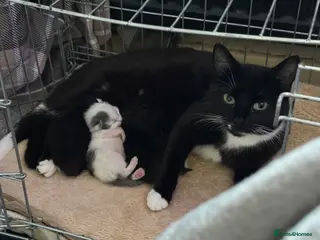 Mixed Breed cats Grey kitten - Advert 3