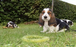 Basset Hound dogs for sale: Beautiful Basset Hound Puppies Available 🐾💛 - Image 1
