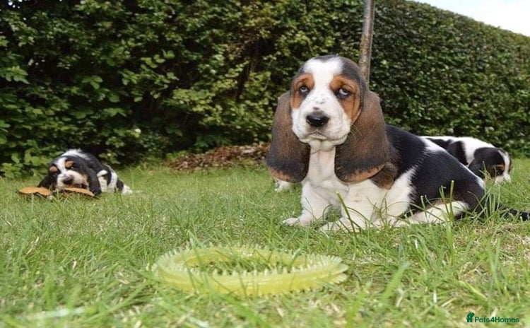 Basset Hound dogs - Advert 6